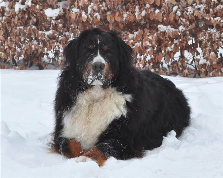 Berner sennenhund Balou - (død 2011) - Julen 2010 billede 18