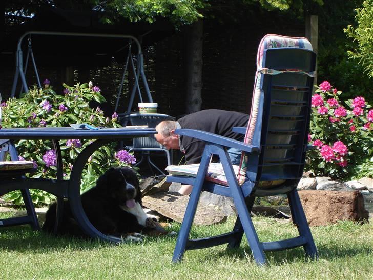 Berner sennenhund Balou - (død 2011) - Arbejdstilsynet ;o) billede 19