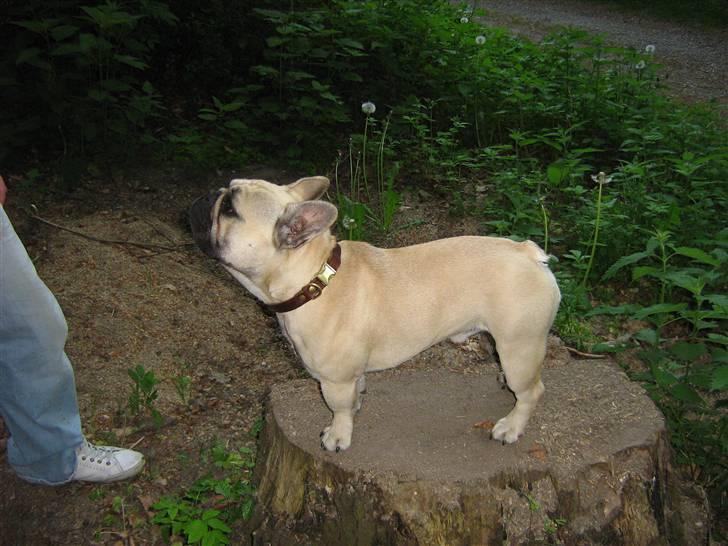 Fransk bulldog Bubbi . ( Før Lordo ) billede 15