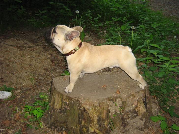 Fransk bulldog Bubbi . ( Før Lordo ) billede 16