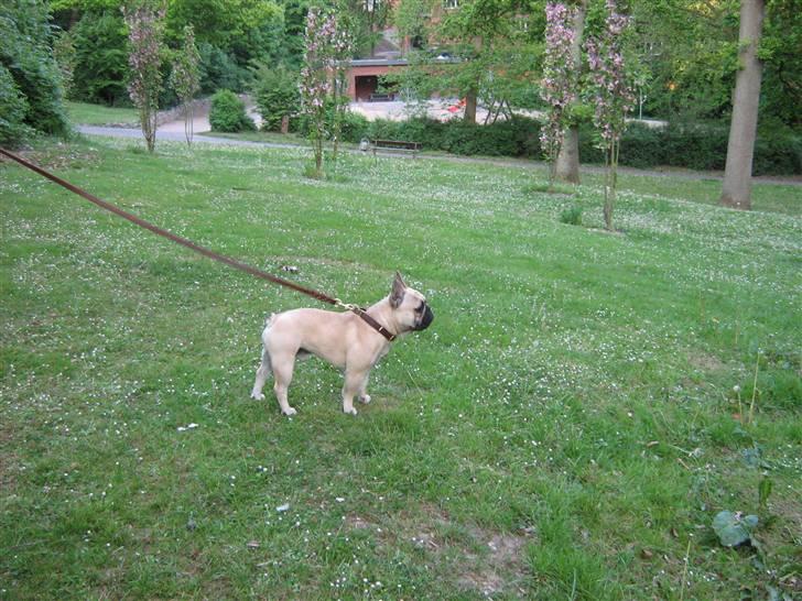 Fransk bulldog Bubbi . ( Før Lordo ) billede 17