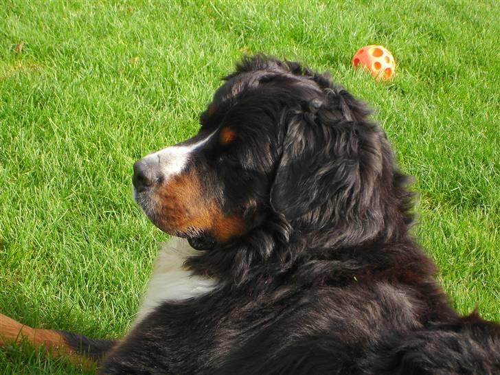 Berner sennenhund Balou - (død 2011) - Balou´s dejlige hoved... ;o) billede 20