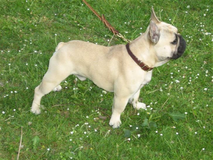 Fransk bulldog Bubbi . ( Før Lordo ) billede 18
