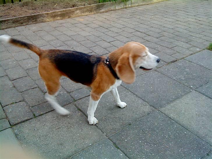 Beagle Amalie :* - hva? xD billede 2