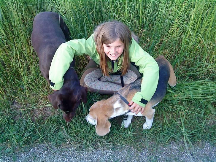 Beagle Amalie :* - vi kan være klossede xD vi gider ikk mere xD Fie billede 3