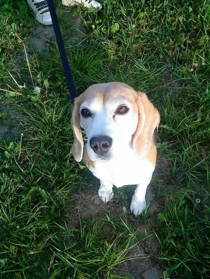 Beagle Amalie :* - huh :D billede 4