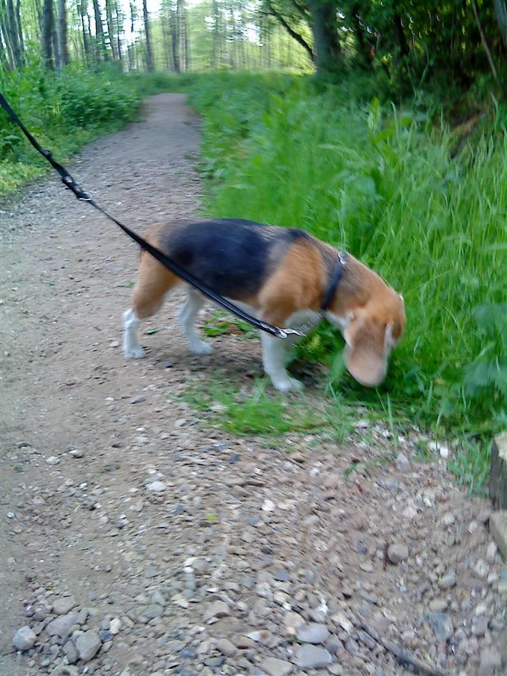 Beagle Amalie :* - hvad er det der? xD billede 5