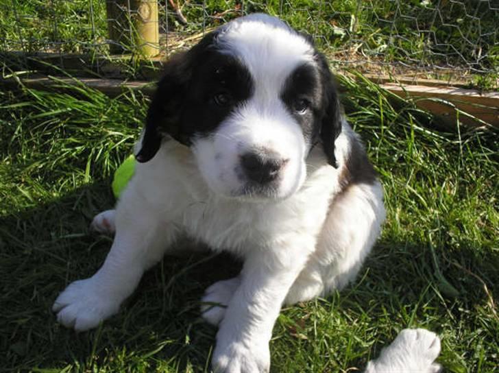 Sankt bernhardshund Chica R.I.P - Chica vores søde hvalp billede 1