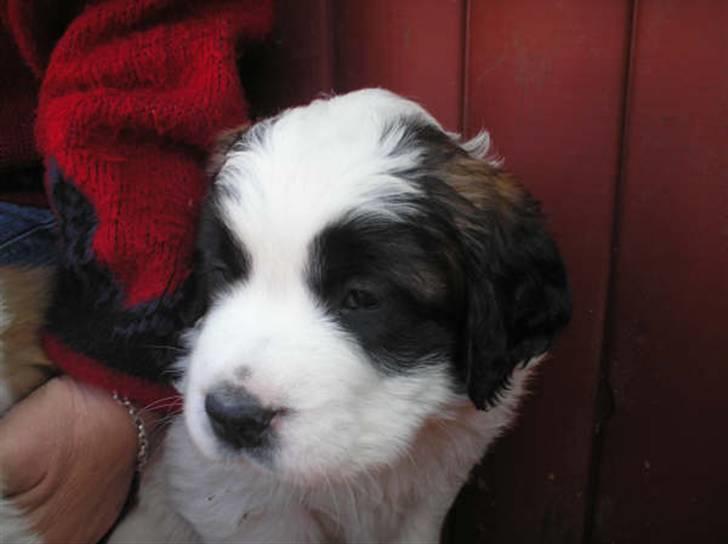 Sankt bernhardshund Chica R.I.P - Bare dejlig billede 2