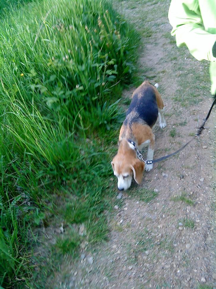 Beagle Amalie :* - byd mig velkommen :D Flere billeder kommer af mig senere idag :D læg en kommentar Please xD  billede 6