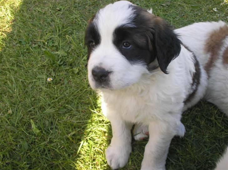 Sankt bernhardshund Chica R.I.P - Det er vores guldklump. Chica billede 3