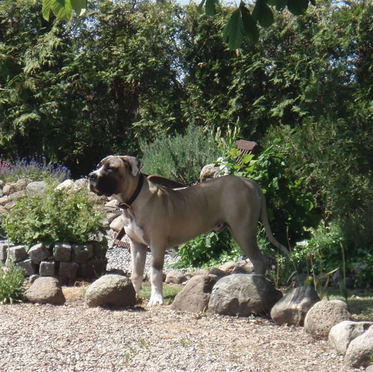 Boerboel Baloo "Abelle`s Atilla" - baloo 25. maj..  snart 8 mdr. billede 16