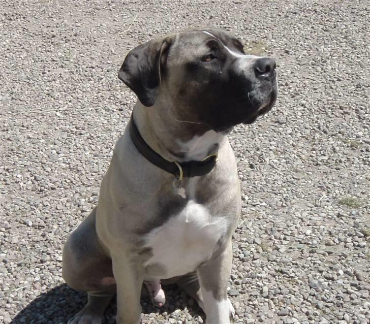 Boerboel Baloo "Abelle`s Atilla" billede 17