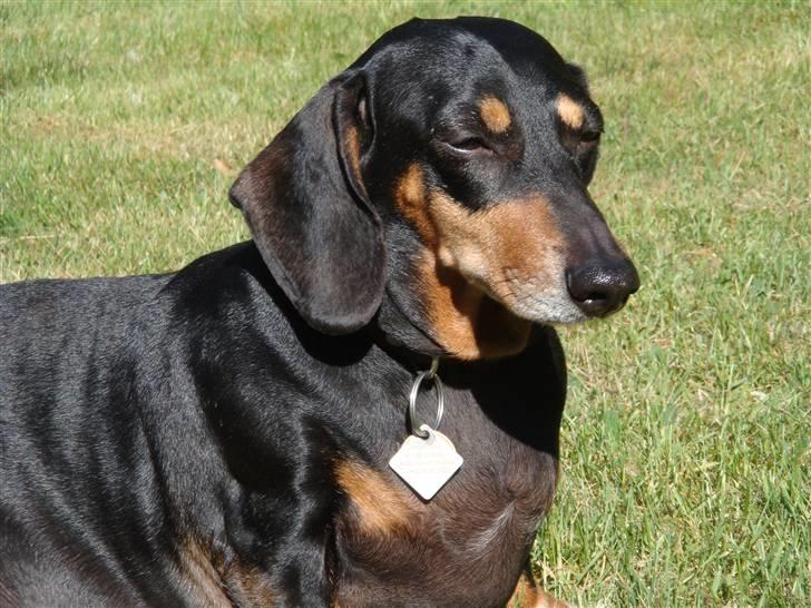 Gravhund åmosen claudia aka Emma billede 14