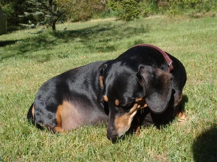 Gravhund åmosen claudia aka Emma billede 16