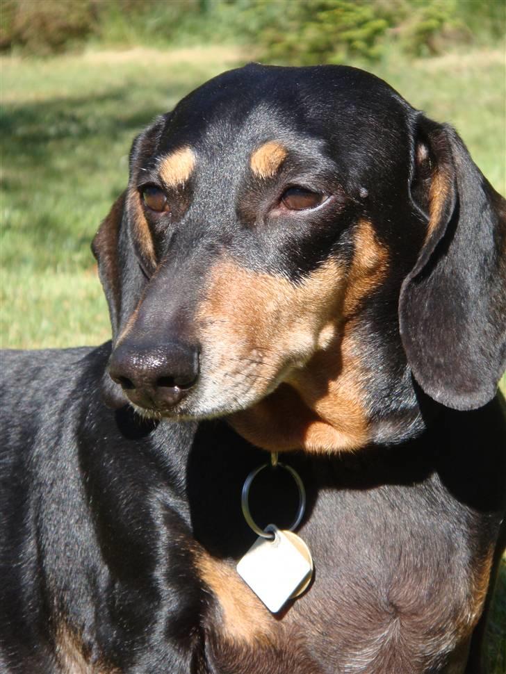 Gravhund åmosen claudia aka Emma billede 17