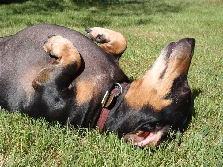 Gravhund åmosen claudia aka Emma billede 18