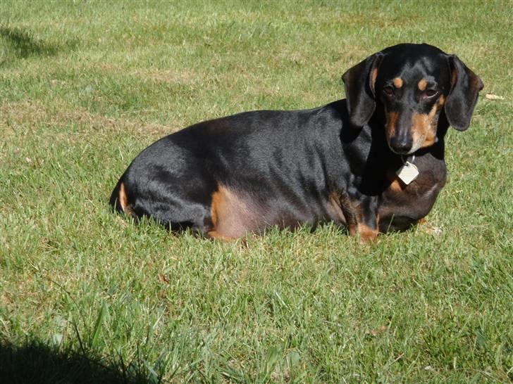 Gravhund åmosen claudia aka Emma billede 19