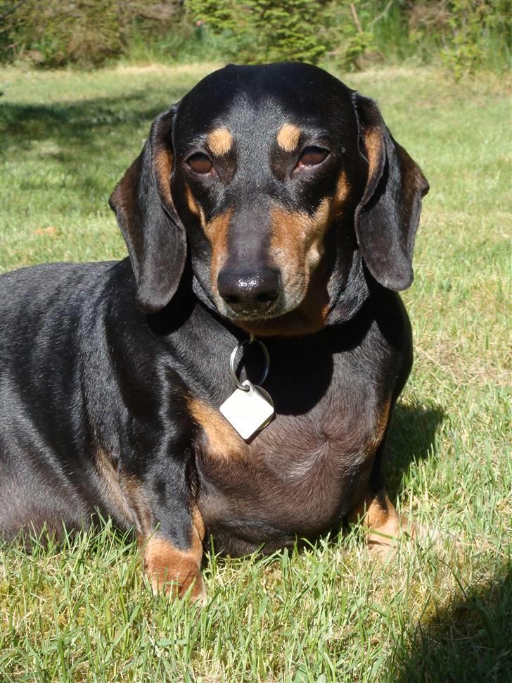 Gravhund åmosen claudia aka Emma billede 20