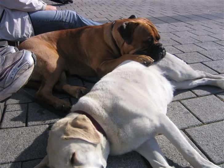 Bullmastiff Zakaa - Zzzzzzz godt med en go´bagdel....:-) billede 18