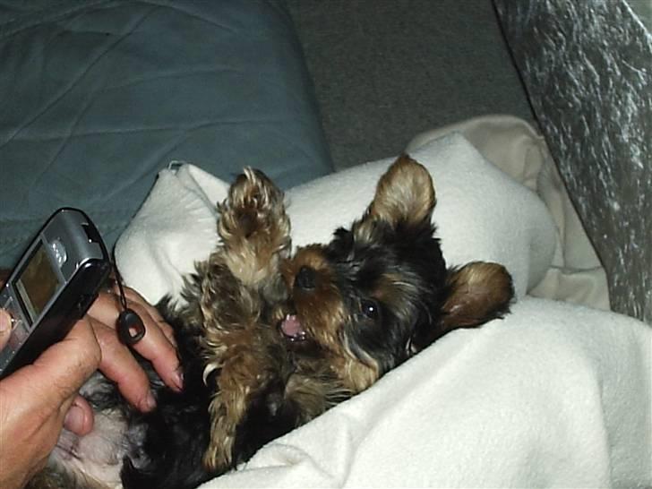 Yorkshire terrier ballou<33 - og så lidt fra da han var hvalp billede 11