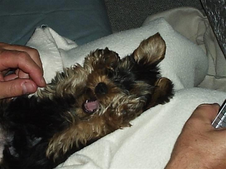 Yorkshire terrier ballou<33 - <33333333 billede 12