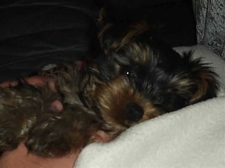 Yorkshire terrier ballou<33 - søødt ikk? billede 13