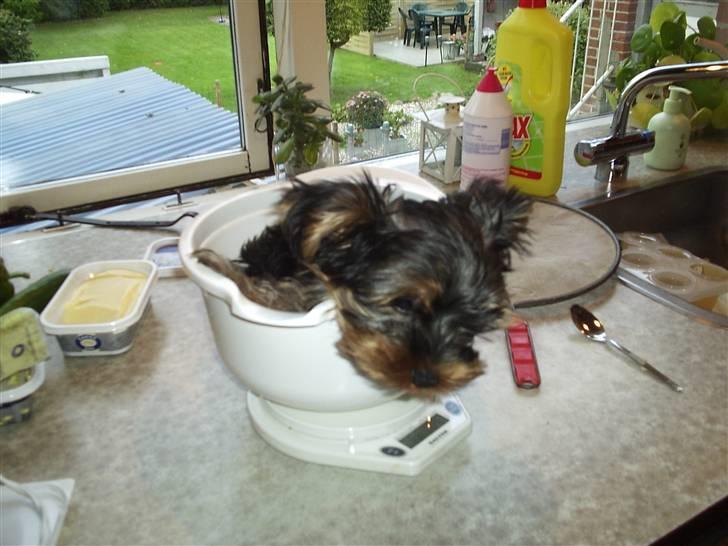 Yorkshire terrier ballou<33 - og så skal han lige vejes:) billede 14