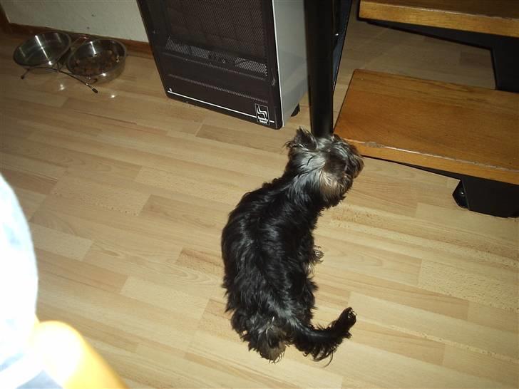 Yorkshire terrier ballou<33 - kan jeg komme der op:) (han kunne ikk komme ned igen..<33) billede 15