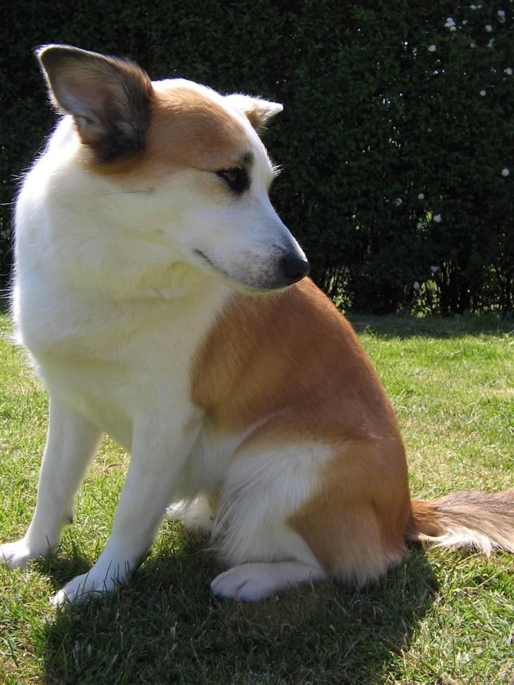 Islandsk fårehund Daisy billede 5