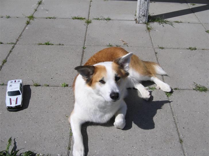 Islandsk fårehund Daisy billede 6