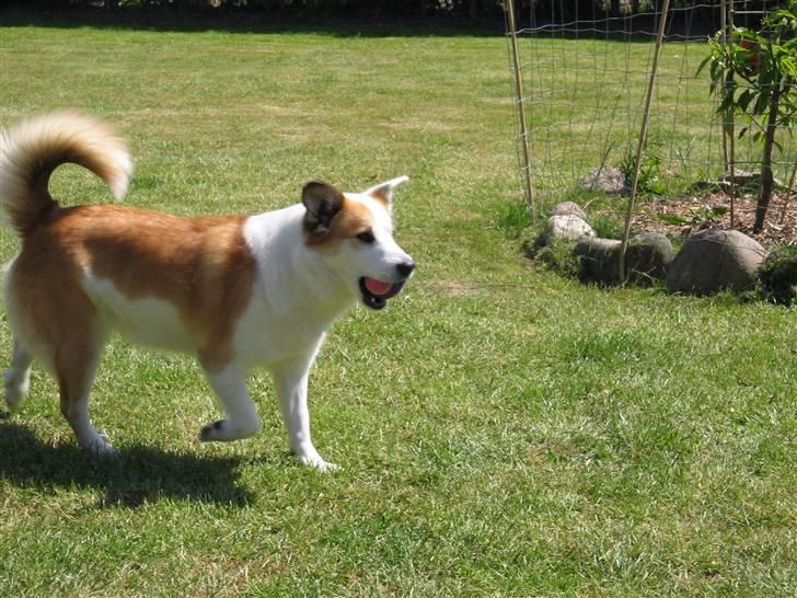 Islandsk fårehund Daisy billede 7