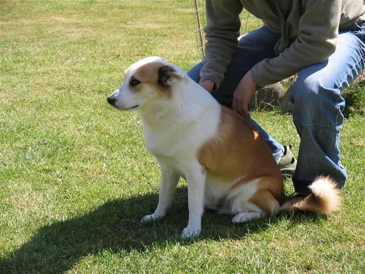 Islandsk fårehund Daisy billede 8