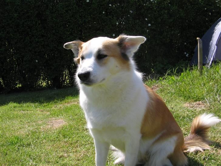 Islandsk fårehund Daisy billede 9