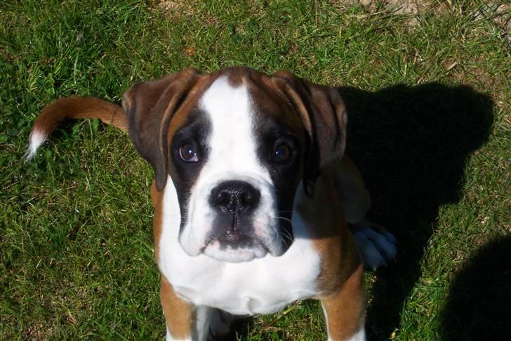 Boxer Cido - Så er jeg snart 4 mdr. og stadig fotogen. billede 11
