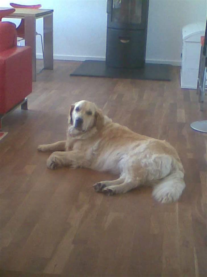 Golden retriever Zenta ( Onkel's) billede 7