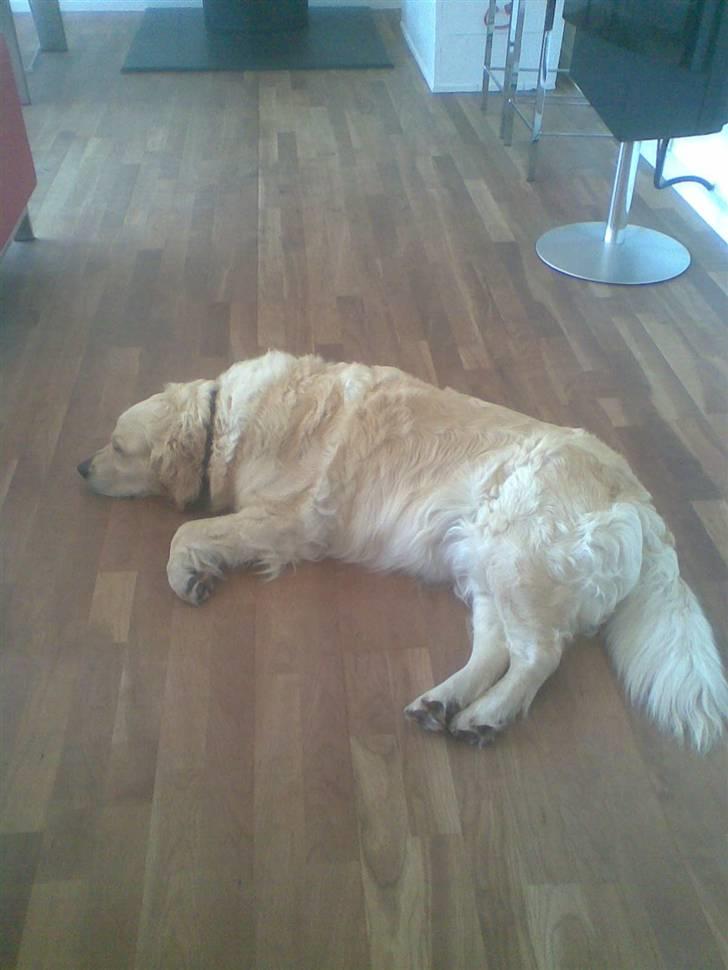 Golden retriever Zenta ( Onkel's) billede 8