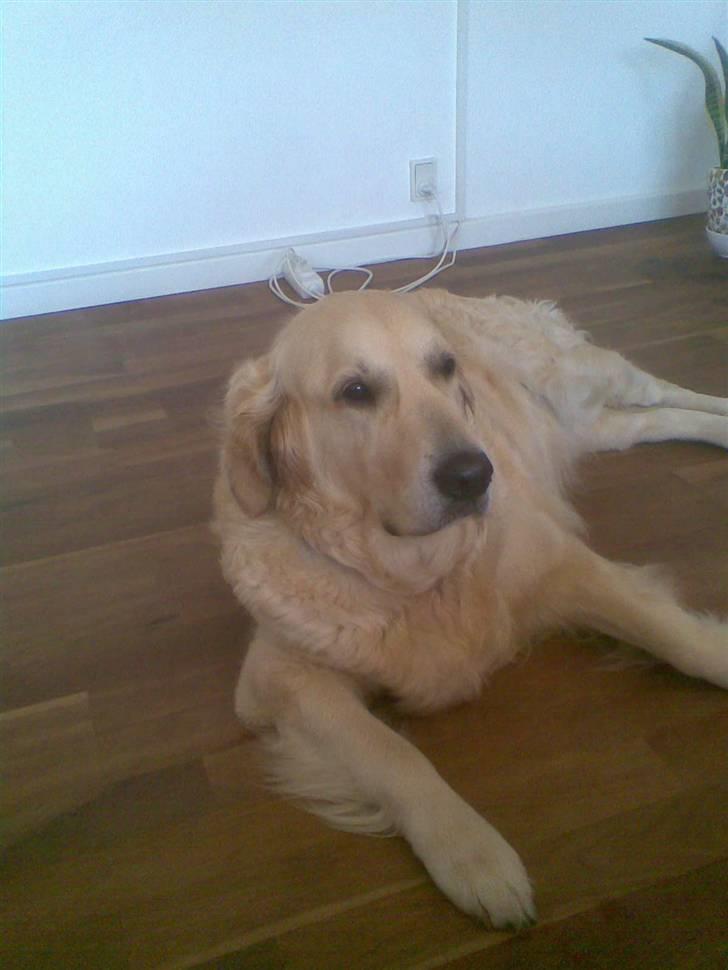 Golden retriever Zenta ( Onkel's) billede 9