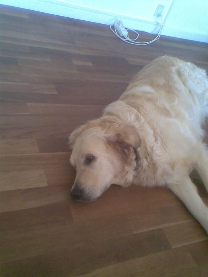 Golden retriever Zenta ( Onkel's) billede 10