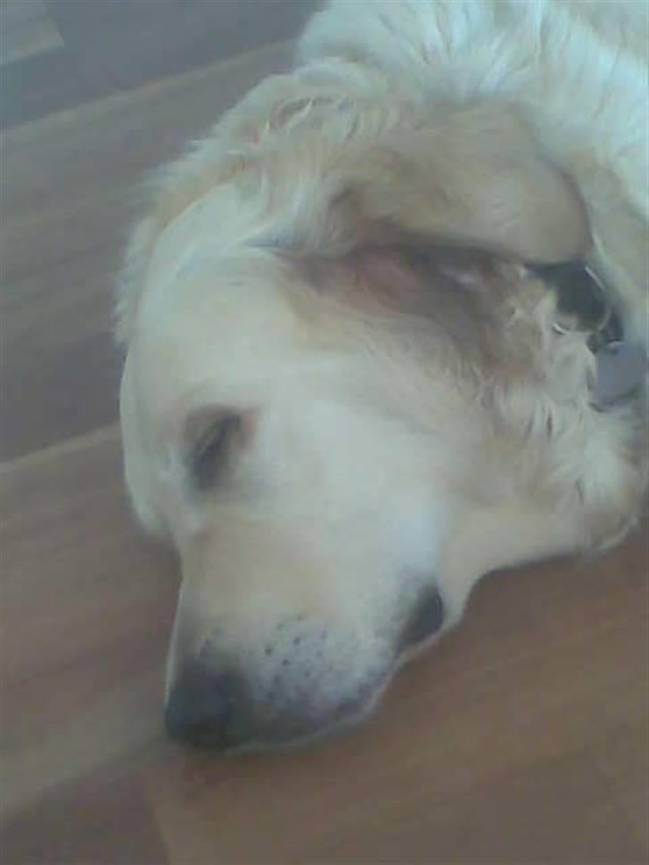 Golden retriever Zenta ( Onkel's) billede 11