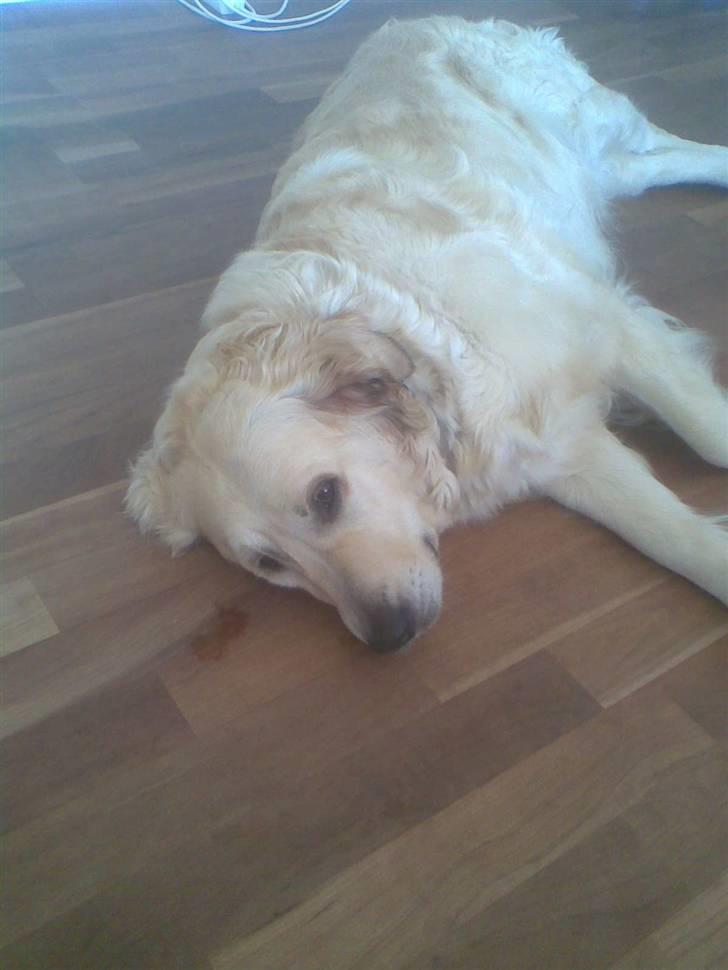 Golden retriever Zenta ( Onkel's) billede 12