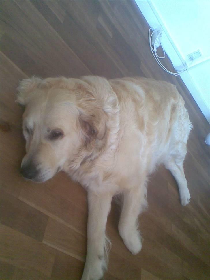 Golden retriever Zenta ( Onkel's) billede 13