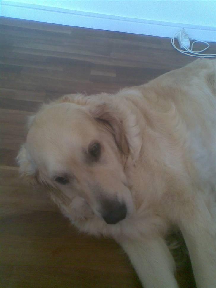 Golden retriever Zenta ( Onkel's) billede 14