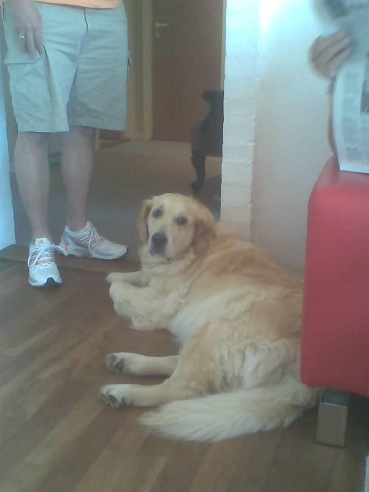 Golden retriever Zenta ( Onkel's) billede 15