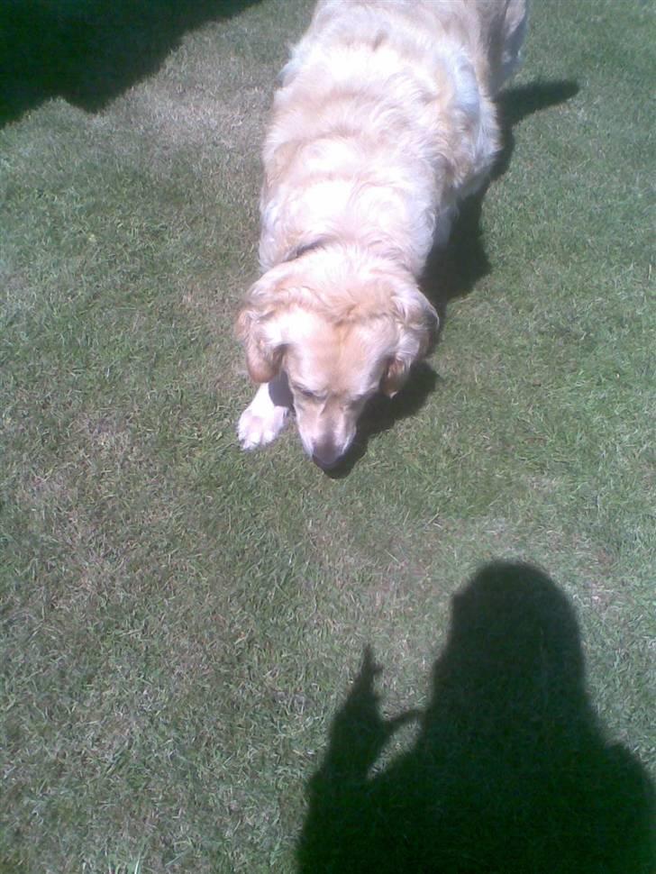 Golden retriever Zenta ( Onkel's) billede 16