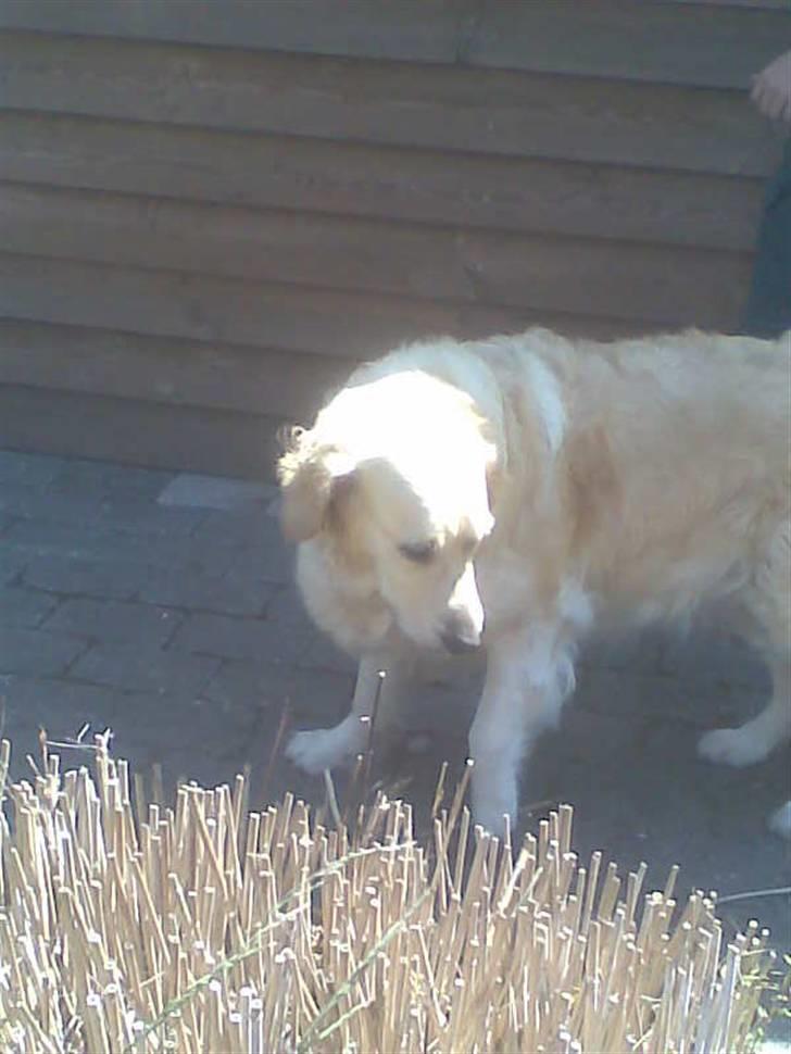 Golden retriever Zenta ( Onkel's) billede 17