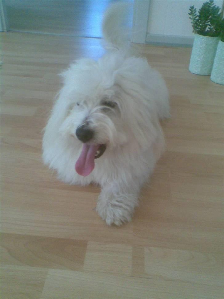 Coton de tulear Oscar<3 billede 6