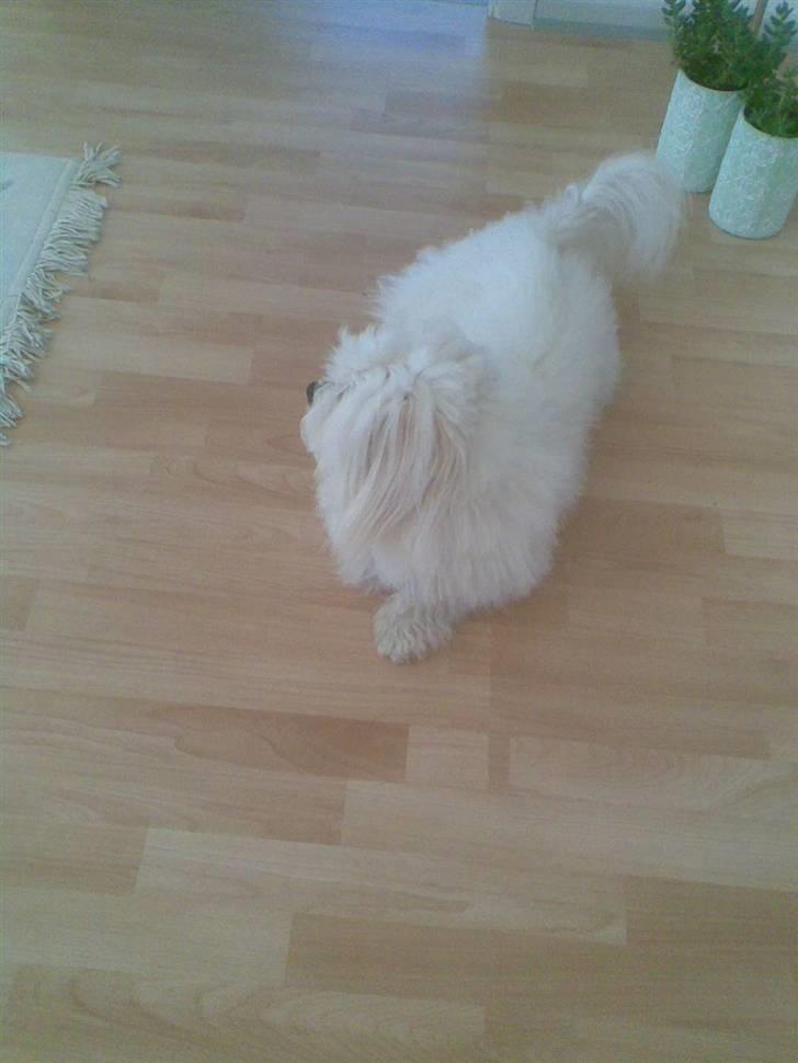 Coton de tulear Oscar<3 billede 7