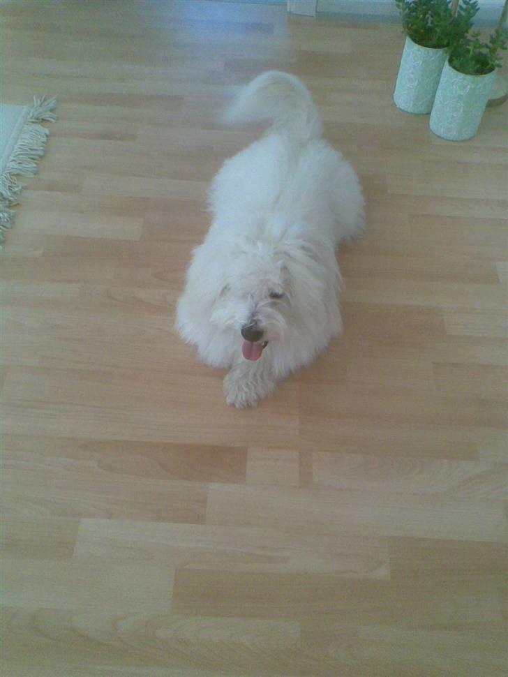 Coton de tulear Oscar<3 billede 8