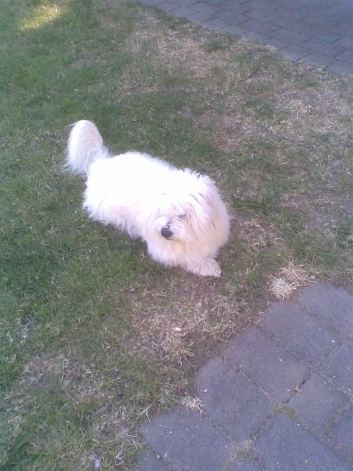 Coton de tulear Oscar<3 billede 9